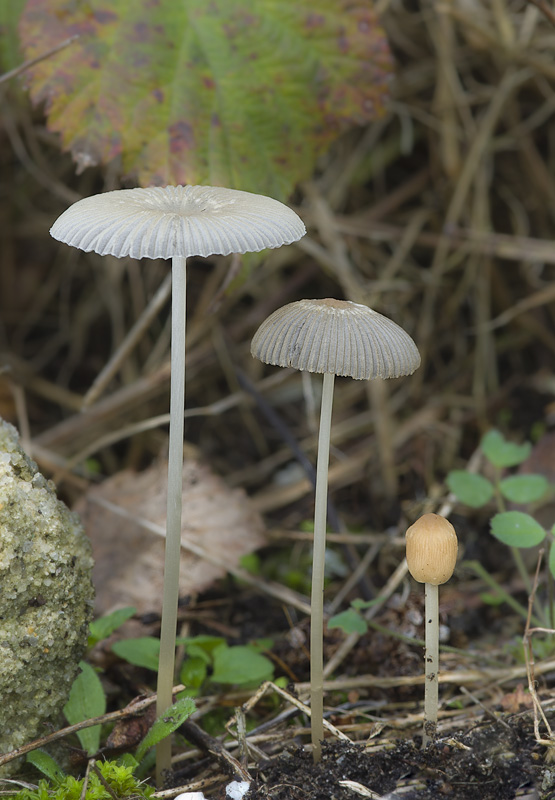 Parasola leiocephala